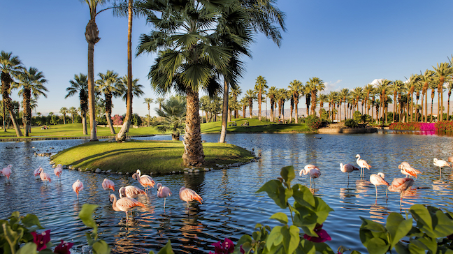 JW Marriott Desert Springs - flamingos